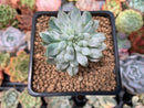 Sedeveria 'Blue Elf' Variegated 1" Succulent Plant