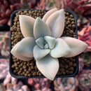 Graptopetalum 'Paraguayensis Awayuki' 1" Succulent Plant