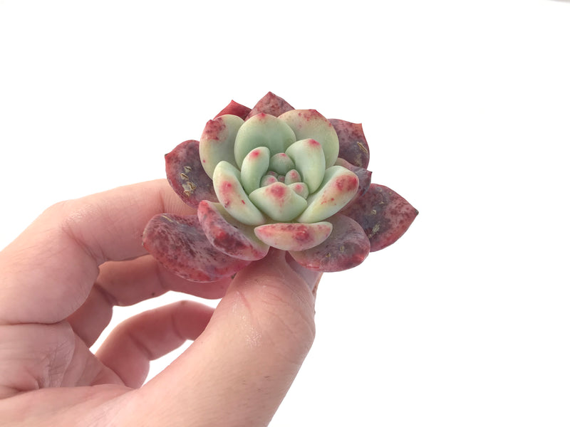 Echeveria 'Ariel' 1-2" Succulent Plant