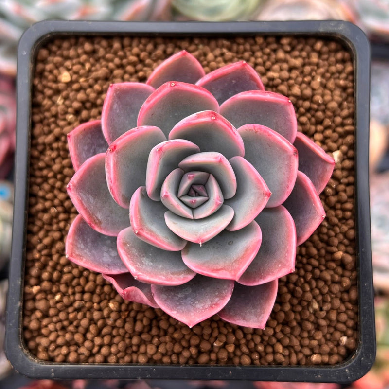 Echeveria 'Tinkerbell' 2" Succulent Plant