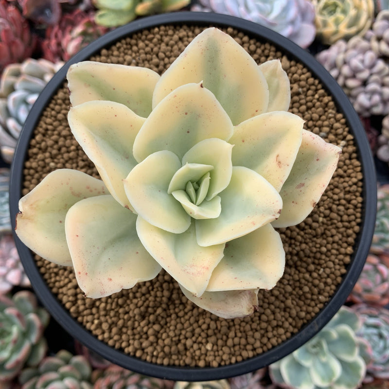 Echeveria 'Japan Moon River' Variegated 4" Succulent Plant