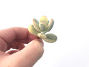 Cotyledon 'Orbiculata' 2" Variegated Succulent Plant