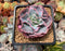 Echeveria 'Audrey Fair' 2" Succulent Plant