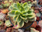 Echeveria 'Golden Glow' Variegated 5" Succulent Plant