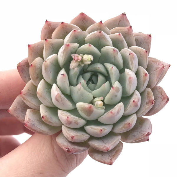 Echeveria White Zaragoza 3” Rare Succulent Plant