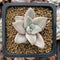 Graptopetalum 'Paraguayensis Awayuki' 1" Succulent Plant