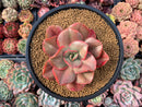 Echeveria 'Minigosaong' Variegated 4" Large Succulent Plant