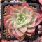 Echeveria 'Mellow Yellow' 2" Succulent Plant