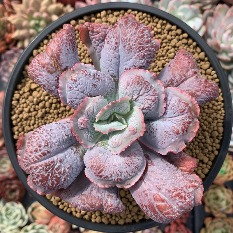 Echeveria 'Linguas' 4"-5" Succulent Plant