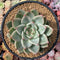 Echeveria Agavoides 'Shallot' 5" Succulent Plant