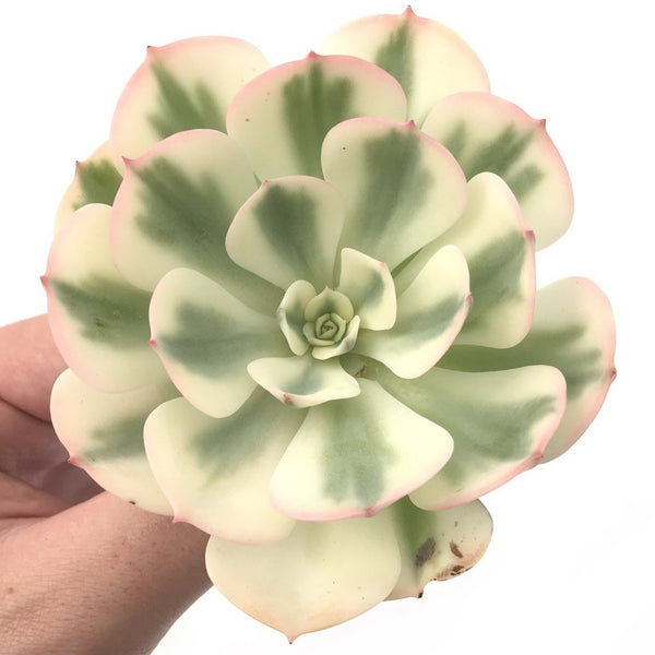 Echeveria 'Compton Carousel’ 3”-4" Succulent Plant