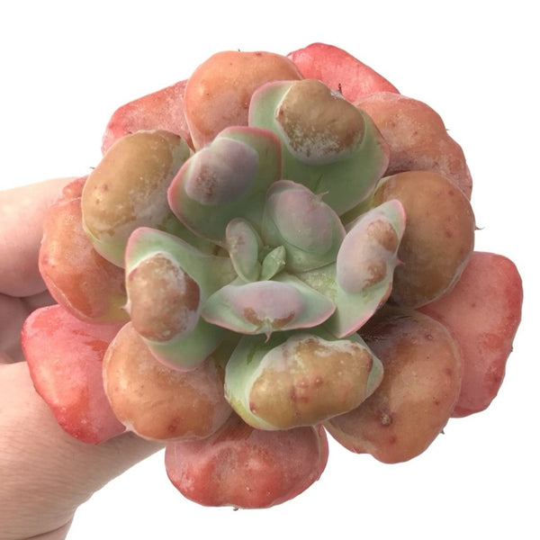 Echeveria 'Hearts Delight' 3" Rare Succulent Plant