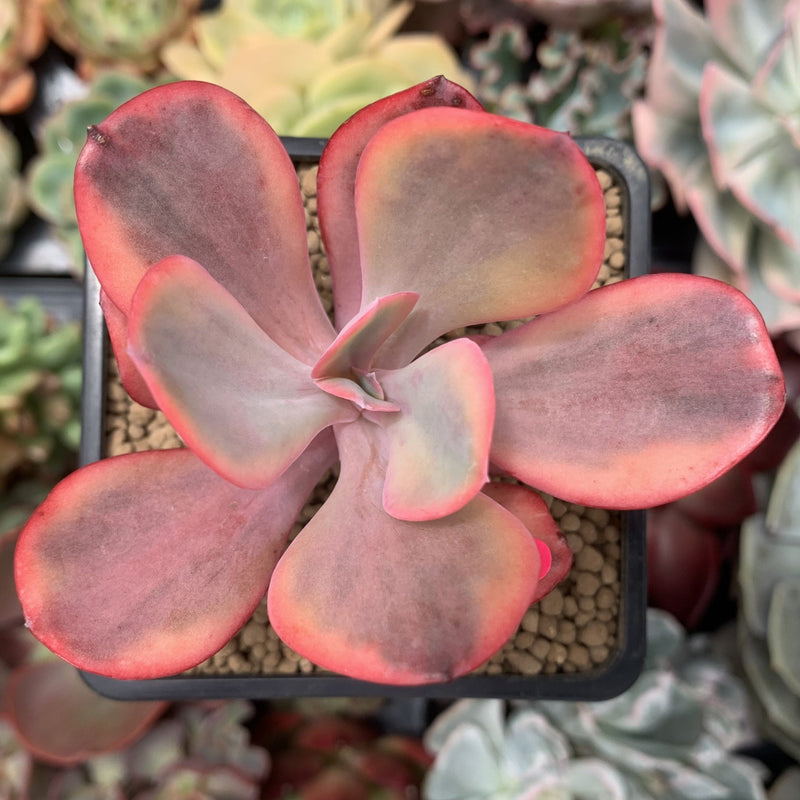 Echeveria 'Angel Wings' Variegated 2"-3" Succulent Plant