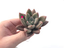 Graptoveria 'Ruby Donna' 2" Succulent Plant