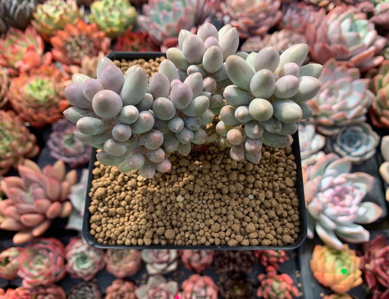 Pachyphytum 'Baby Finger' 3" Succulent Plant