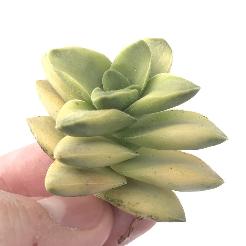 Crassula 'Springtime' Variegated 1" Succulent Plant