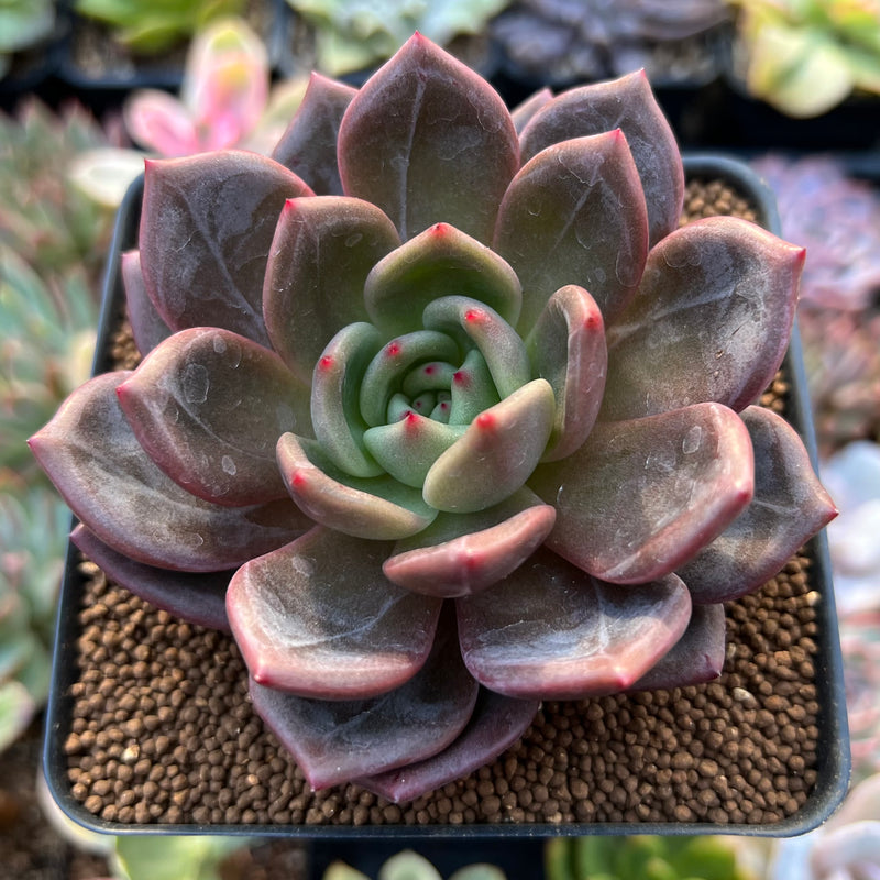 Echeveria 'Red Night' 3" Succulent Plant