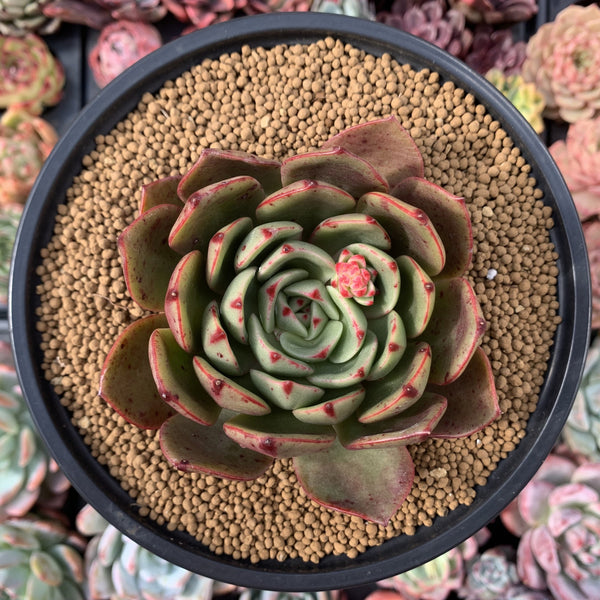 Echeveria Agavoides 'Salu' 3" Succulent Plant