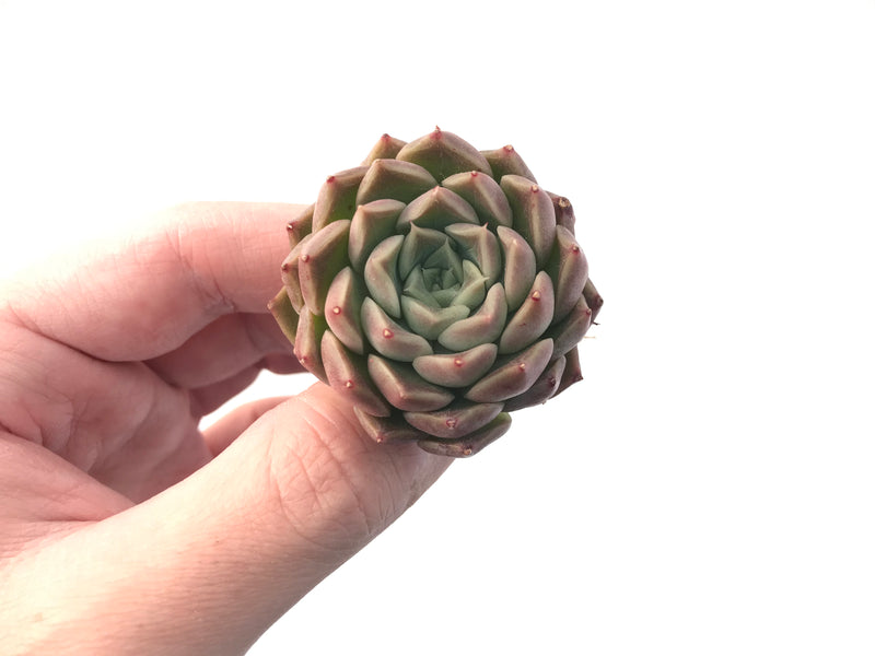 Echeveria 'Helena' Hybrid 1" Small Rare Succulent Plant