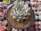 Echeveria 'Marsia' 4" Powdery Succulent Plant