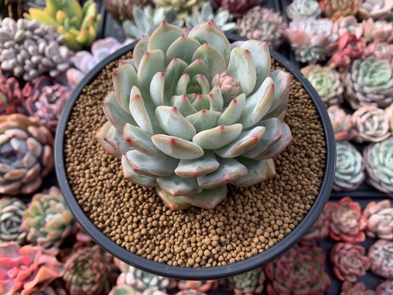 Echeveria 'Marsia' 4" Powdery Succulent Plant