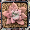 Graptoveria 'Ruby Donna' 3"-4" Succulent Plant