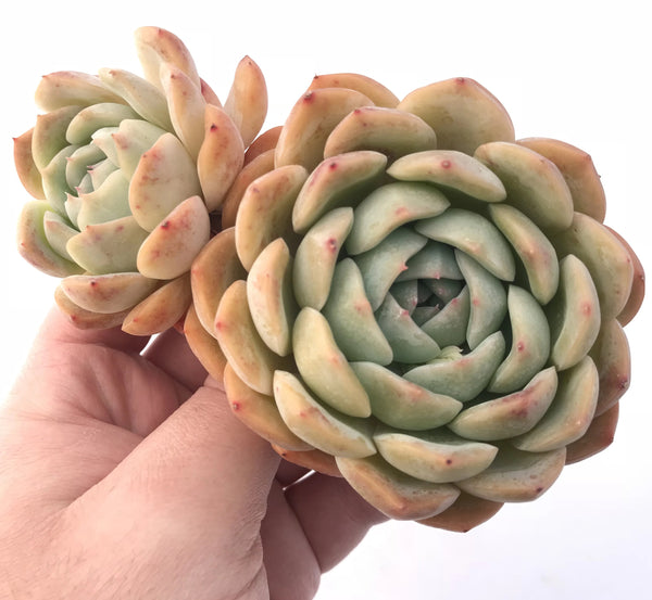 Echeveria Suryeon Large 4” Rare Succulent Plant