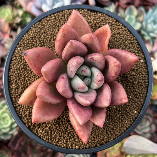 Graptoveria 'Ruby Donna' 3" Succulent Plant