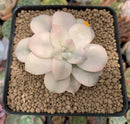 Quetzalcoatlia 'Pentandra Superba' Variegated 3" Succulent Plant (Formerly Graptopetalum 'Pentandrum Superbum' Variegated)