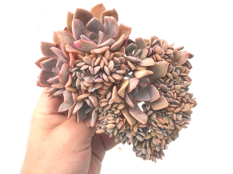 Graptoveria 'Debbie' Crested 5"-6" Rare Succulent Plant