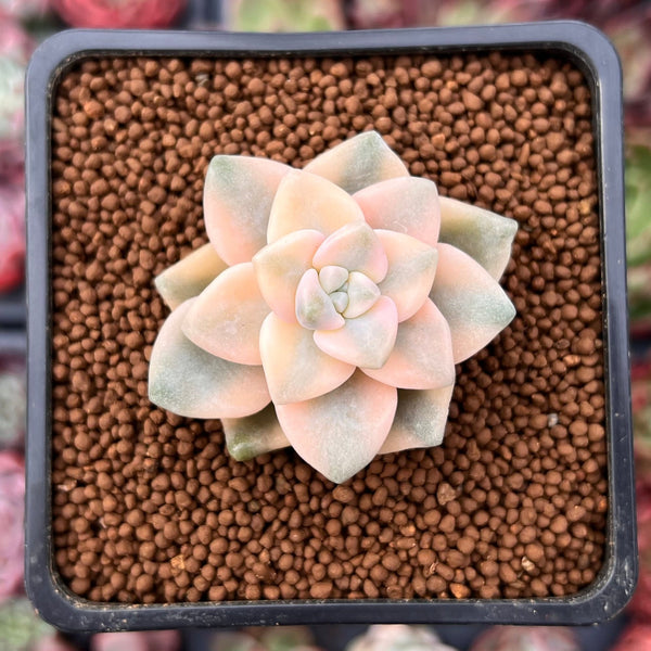 Graptoveria 'Titubans' Variegated 1” Succulent Plant