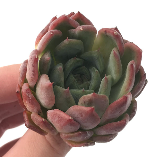 Echeveria 'Cortes' 4" Succulent Plant