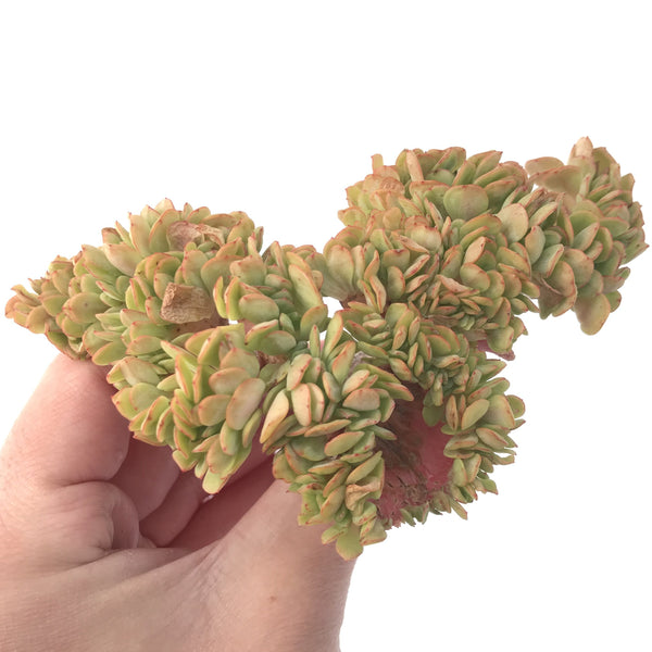 Echeveria 'Lemon n Lime' Crested Cluster 5" Succulent Plant