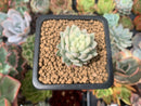 Sedeveria 'Supar Brow' Variegated 1" Succulent Plant