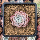 Echeveria 'Pink spot' 1" Powdery Succulent Plant