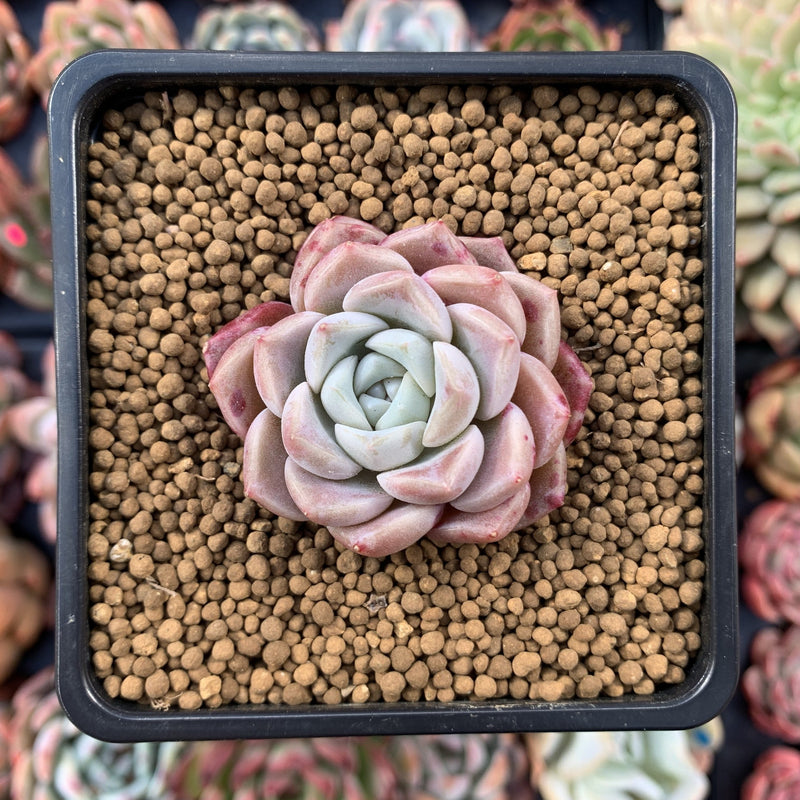 Echeveria 'Pink spot' 1" Powdery Succulent Plant