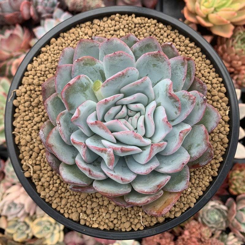 Echeveria 'Peach Candy' 5" Powdery Succulent Plant