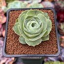 Greenovia 'El Hiero' 2" Succulent Plant