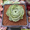 Greenovia 'El Hiero' 2" Succulent Plant