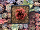 Echeveria Agavoides 'Frank Reinalt' 2" Succulent Plant