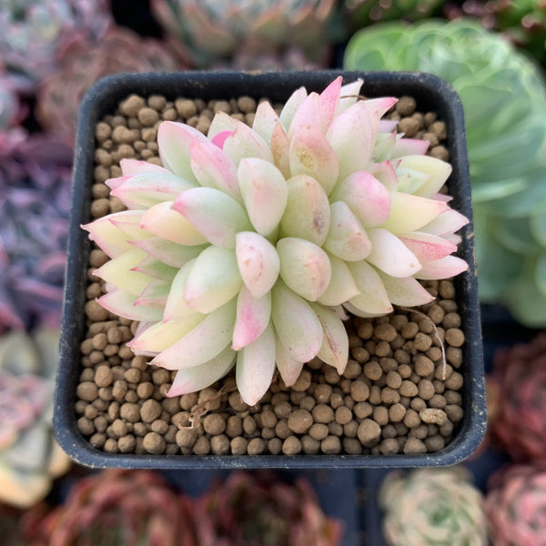 Echeveria 'Mebina' Variegated 1" Small Succulent Plant