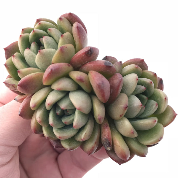 Echeveria Agavoides Ebony Sp 2” Rare Succulent Plant