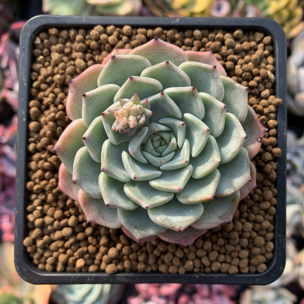 Echeveria 'Choco Top' 2" New Hybrid Succulent Plant