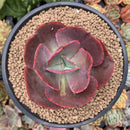 Echeveria 'Big Red' Hybrid 3" Succulent Plant