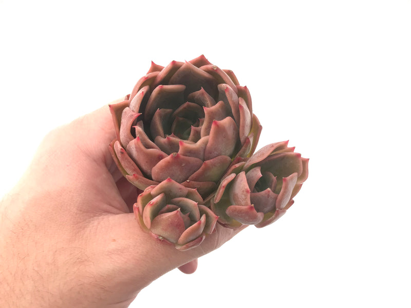 Echeveria 'Nocturnal' New Hybrid 2"-3" Succulent Plant