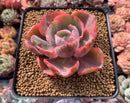 Echeveria 'Beyonce' Hearts Delight Variegated 3" Rare Succulent Plant