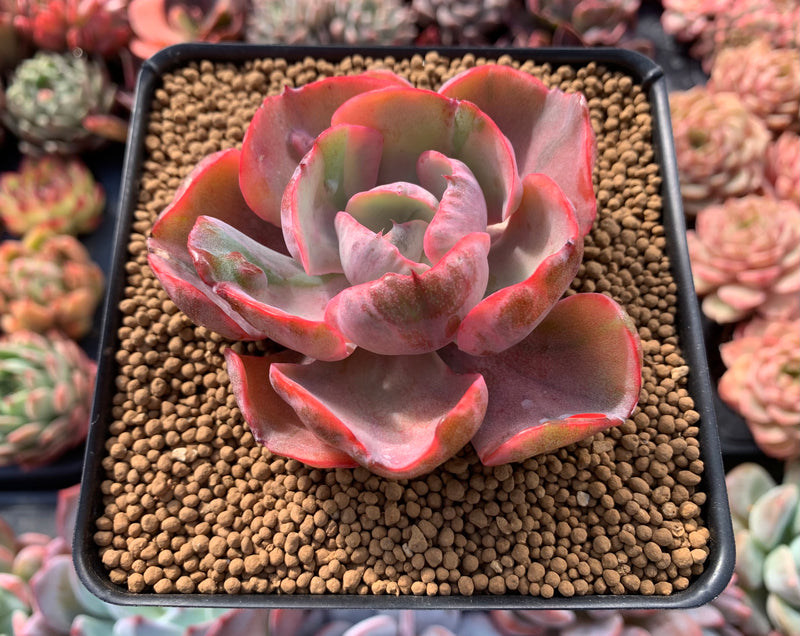 Echeveria 'Beyonce' Hearts Delight Variegated 3" Rare Succulent Plant