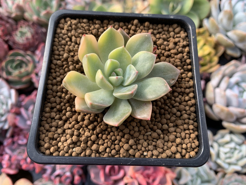 Graptoveria 'Pretty in Pink' Variegated 2" Succulent Plant