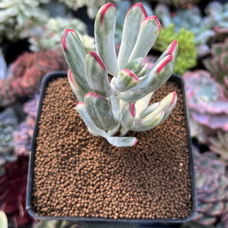 Cotyledon 'Orbiculata' Variegated 2" Succulent Plant