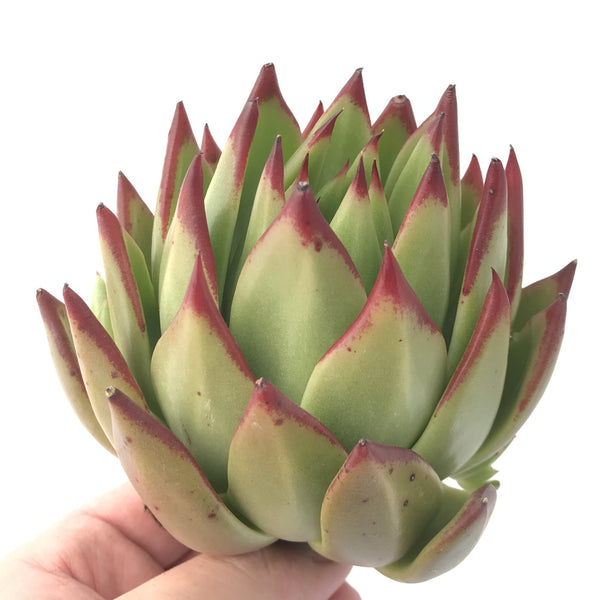 Echeveria Agavoides Ebony 5" Large Rare Succulent Plant